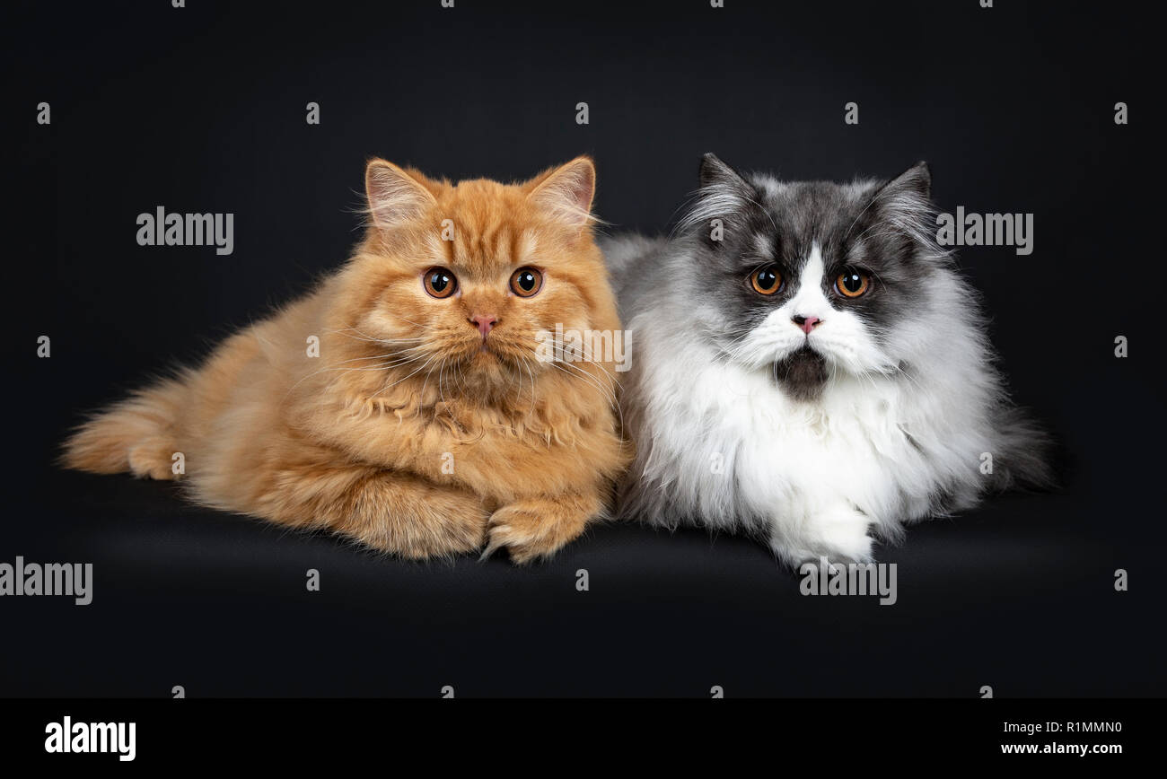 Superbe duo d'une fumée noire et rouge British Longhair chatons chat fixant côte à côte avec une patte accrochée à bord, à la recherche d'appareil photo avec l'orang Banque D'Images