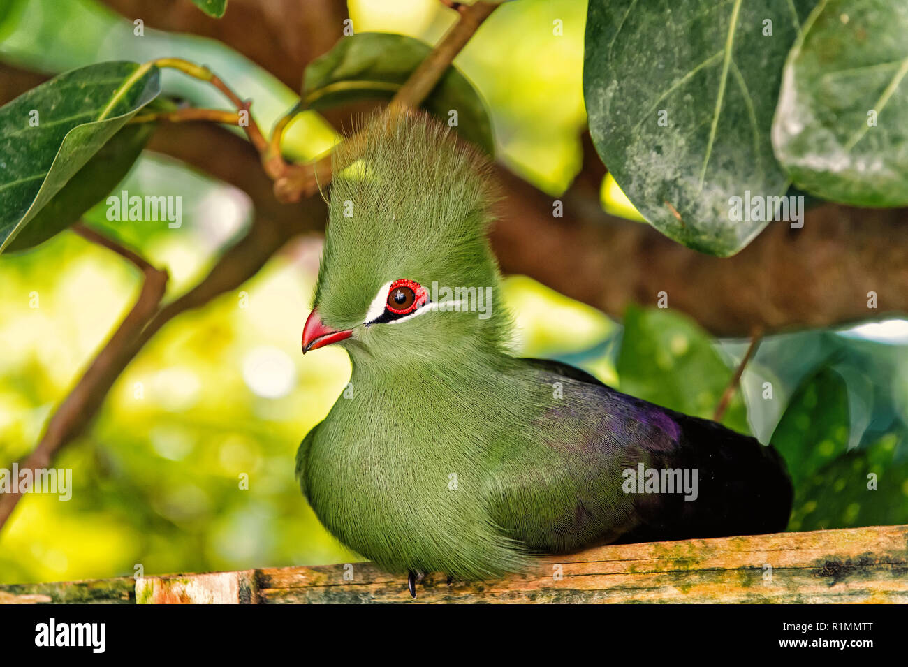 Petits Animaux Oiseaux Avec Bec Rouge Touffe Verdâtre Et