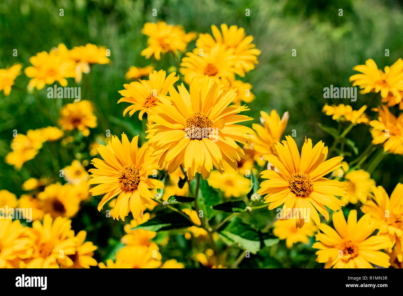 Coneflower Rudbeckia jaune et Black-Eyed Susan-Tournesols en fleurs dans le chaud soleil de l'été sur une colline verte. Banque D'Images