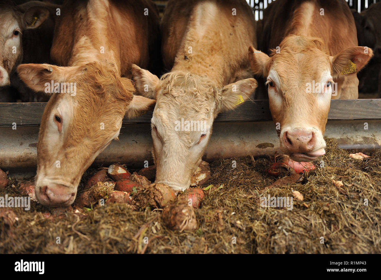 L'alimentation des bovins et des navets d'ensilage Banque D'Images