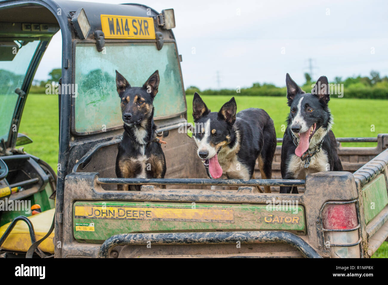 3 chiens de berger à la ferme Banque D'Images