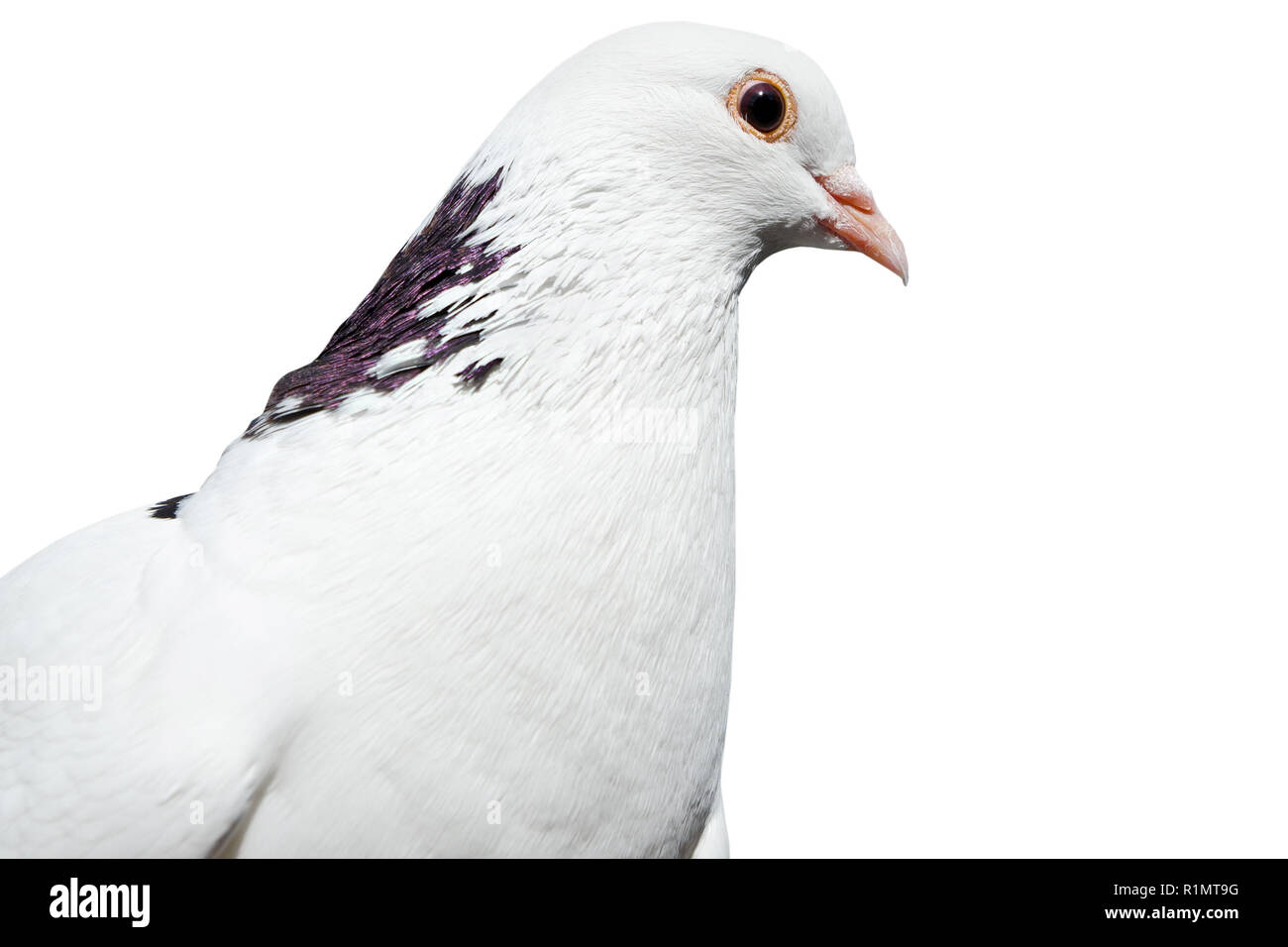 Dove isolé sur fond blanc Banque D'Images