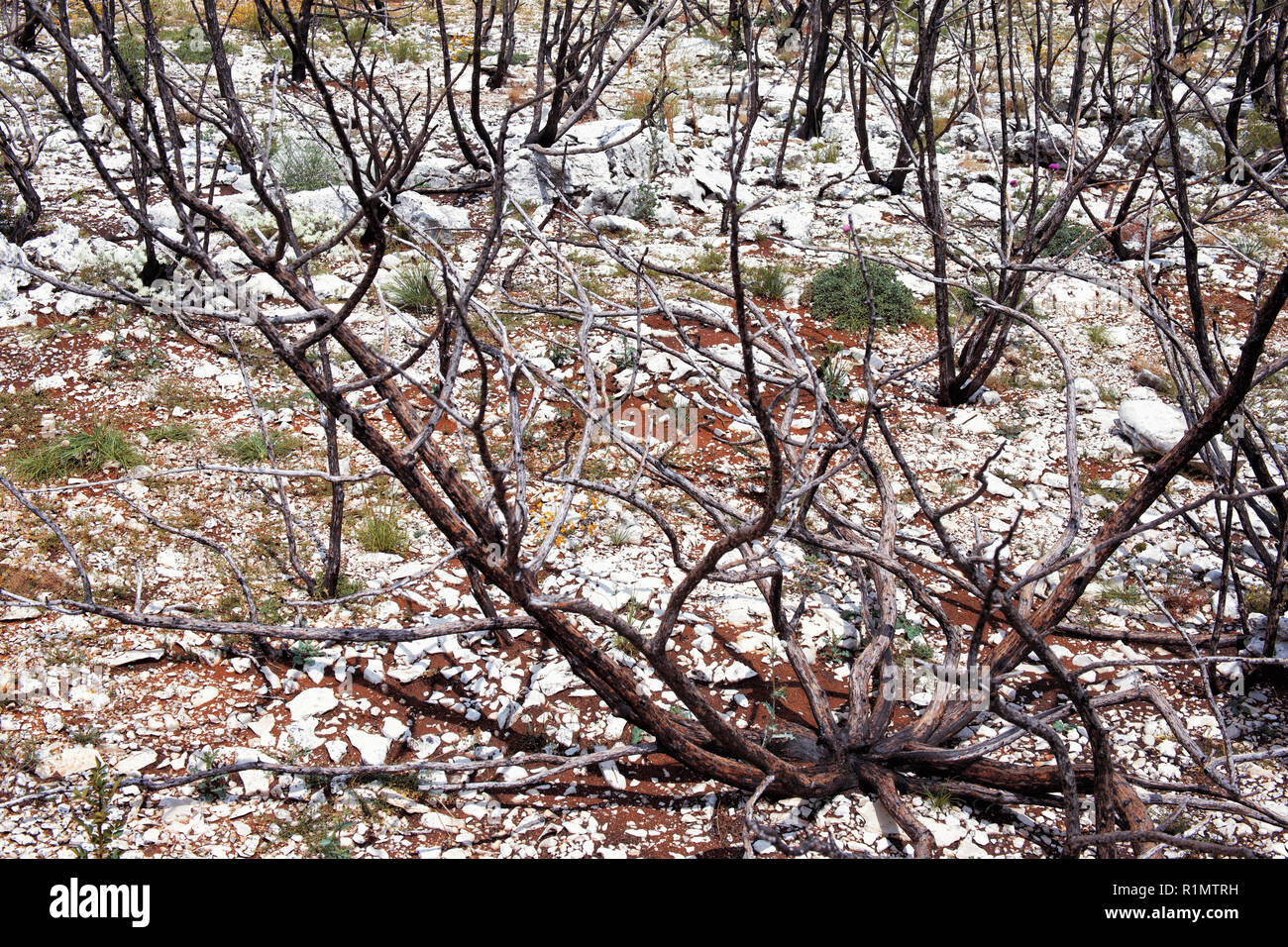 Les arbres morts sur les rochers après l'incendie Banque D'Images