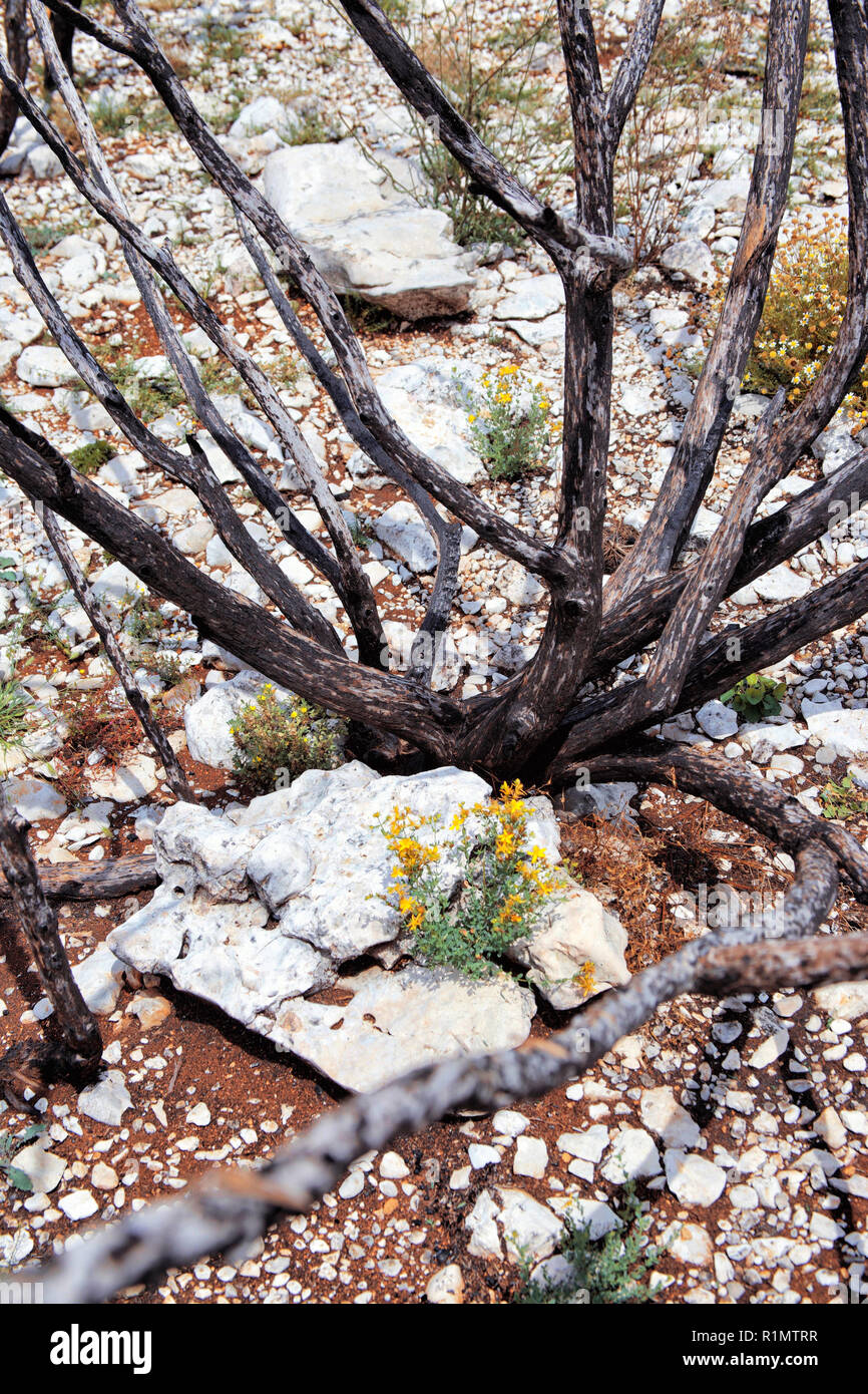 Les arbres morts sur les rochers après l'incendie Banque D'Images