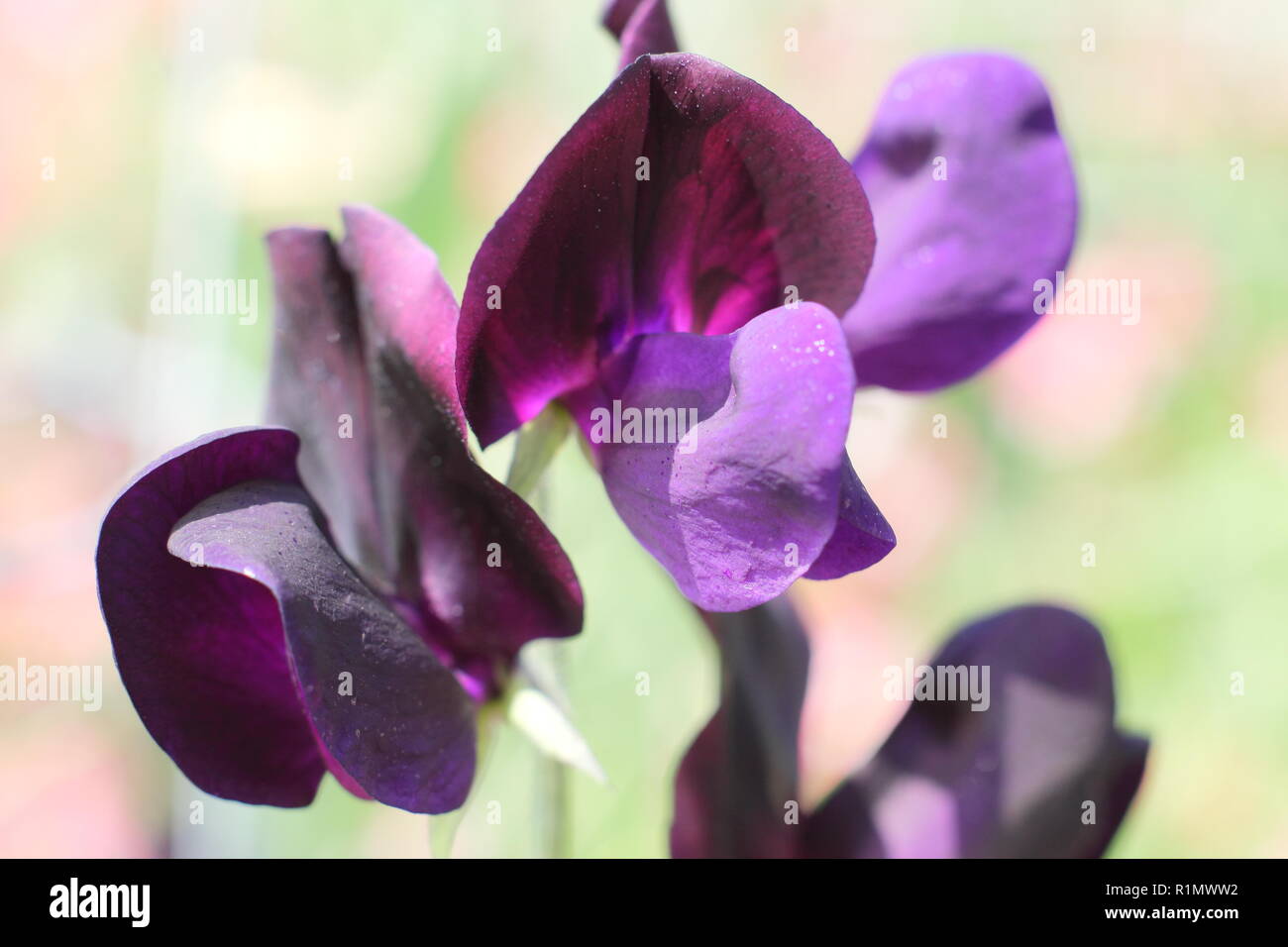 Lathyrus odoratus. Pois de "presque noir", un moderne très parfumées grandiflora, été, UK Banque D'Images