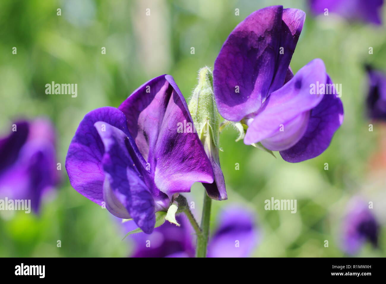 Lathyrus odoratus. Pois de '', Lord Nelson s très parfumées grandiflora climber Banque D'Images
