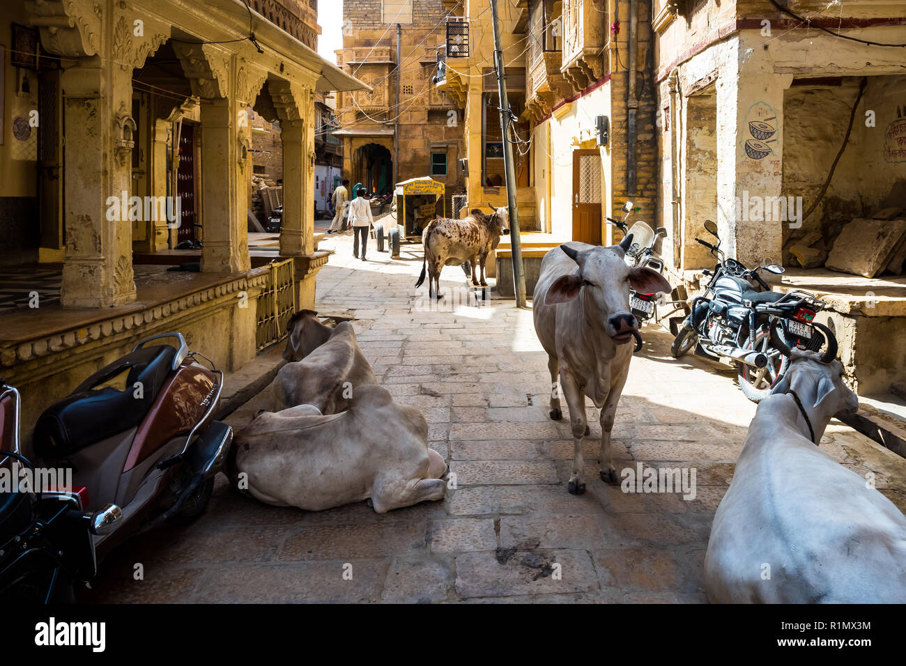 Les vaches sur la rue dans Jaisalmer. L'Inde Juin 2018 Banque D'Images