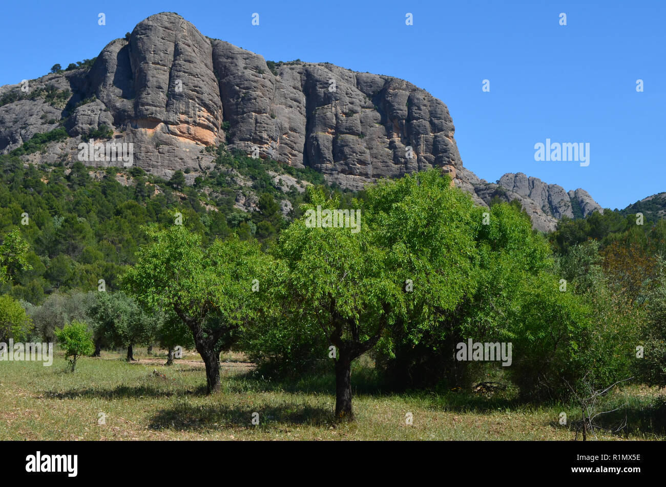 Les oliveraies traditionnelles près de Arnes (Terres de l'Èbre), au pied du massif de la montagne d''Els Ports, Catalogne Banque D'Images