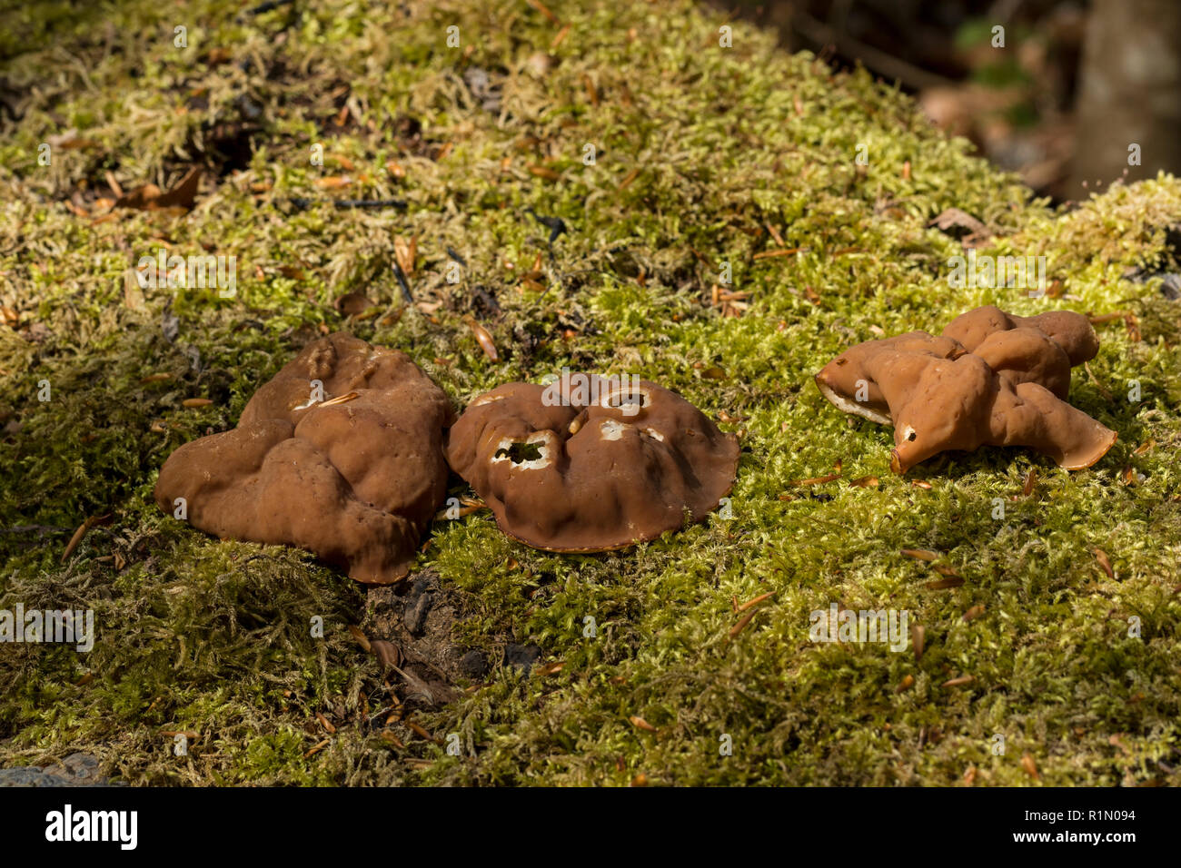 Morel (Gyromitra parme) = (Discina parme) Banque D'Images