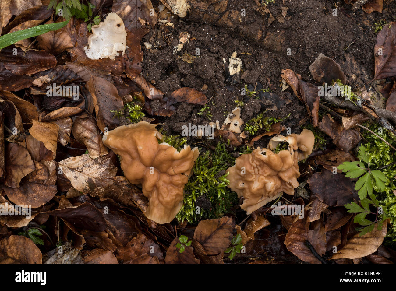 Morel (Gyromitra parme) = (Discina parme) Banque D'Images