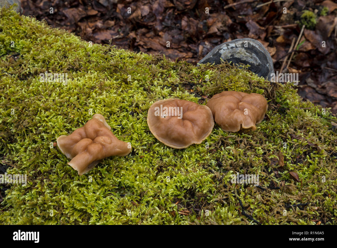 Morel (Gyromitra parme) = (Discina parme) Banque D'Images