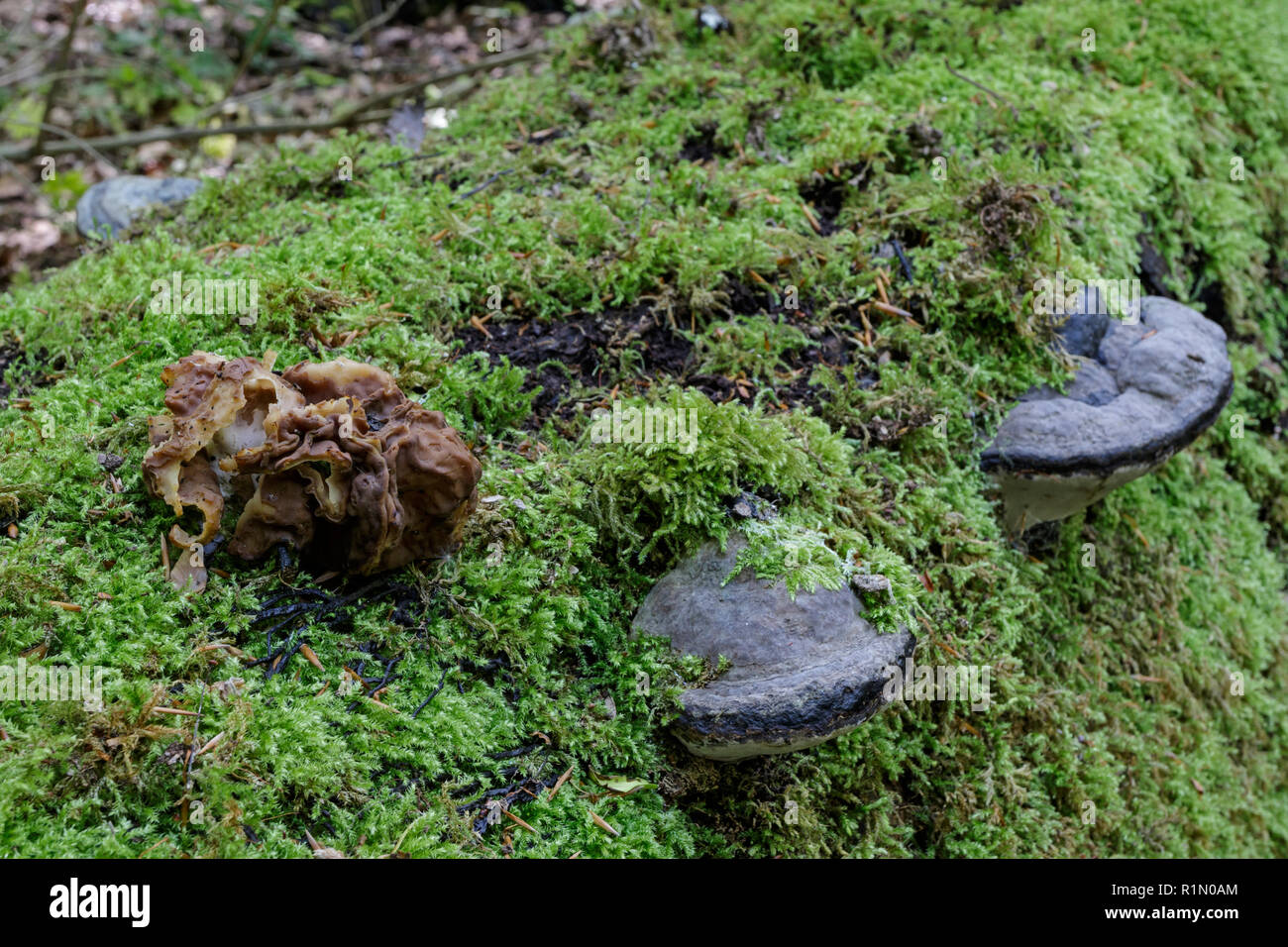 Morel, Morels (Gyromitra parme) = (Discina parme), (Discinaceae) et Artistt's Bracket (Ganoderma applanatum), (Ganodermataceae), Banque D'Images