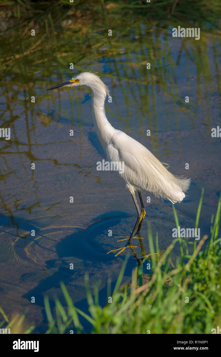 Aigrette neigeuse (Egretta thula) le long de l'étang de la rive à la recherche de petits poissons, Aurora Colorado nous. Photo prise en juillet. Banque D'Images