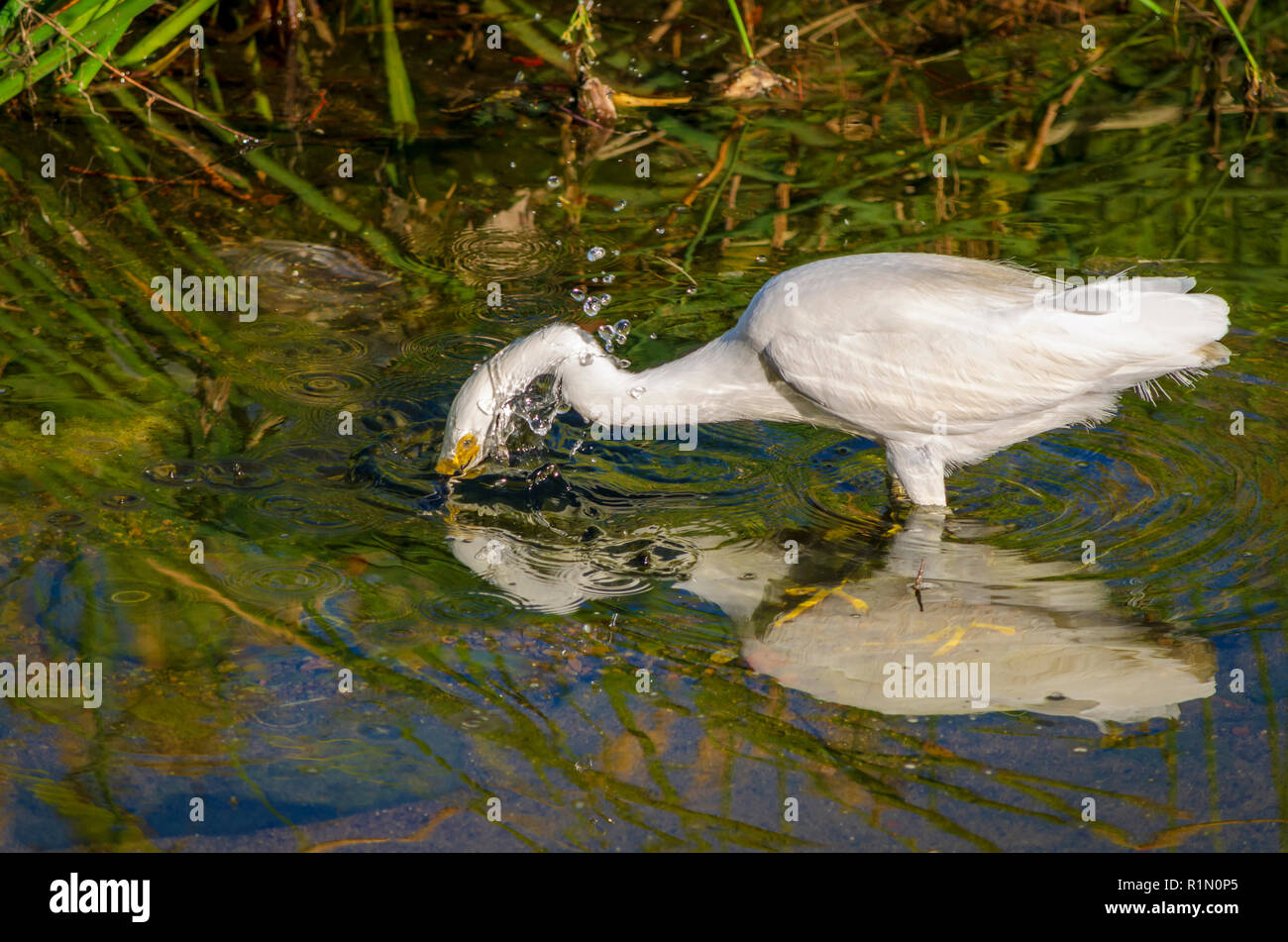 Aigrette neigeuse (Egretta thula) la capture de petits poissons dans un étang, Aurora Colorado nous. Photo prise en juillet. Banque D'Images