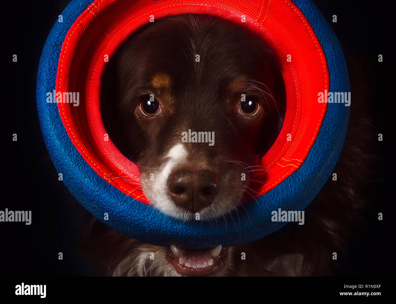 Cowboy, un 10-year-old Australian Shepherd, joue avec un Chuckit ! Jouet Roue fetch, janv. 1, 2018, dans la région de Coden, Alabama. (Photo de Carmen K. Sisson/Cloudybr Banque D'Images