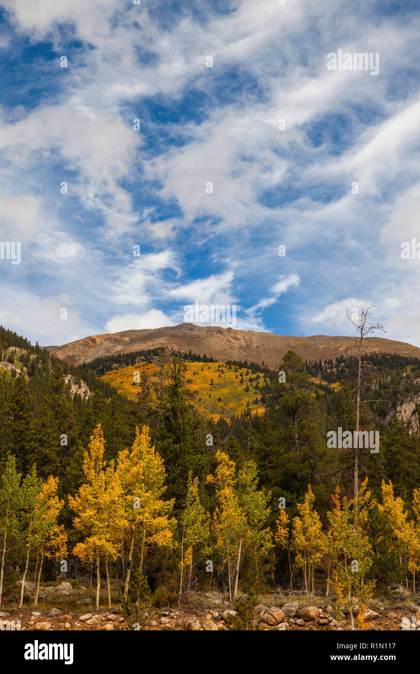 Aspen or à l'automne, Sawatch Montagnes, Pike-San Isabel National Forest, Colorado Banque D'Images