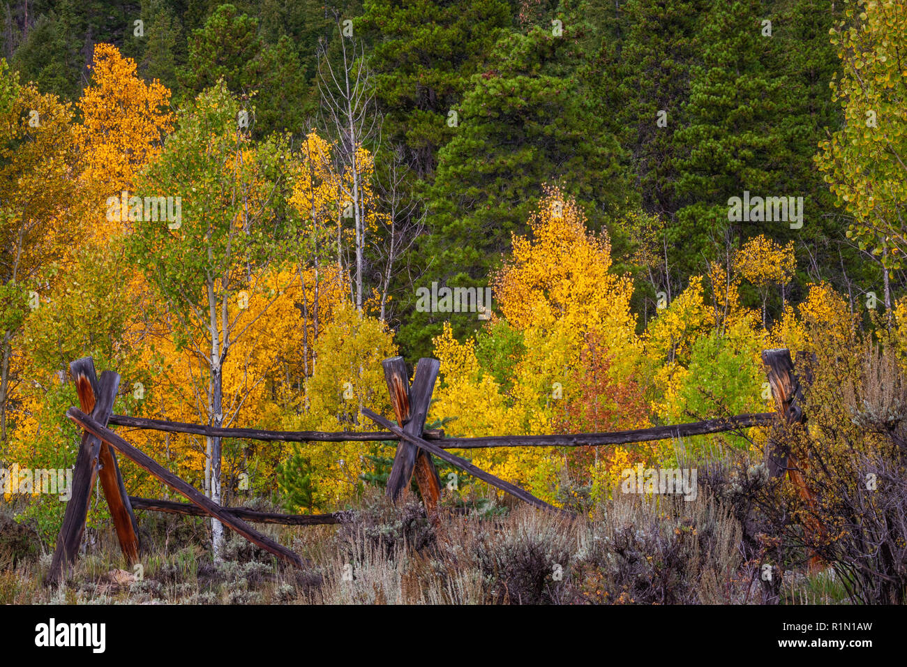 Golden tremble avec split clôture à l'automne, Sawatch Montagnes, Pike-San Isabel National Forest, Colorado Banque D'Images