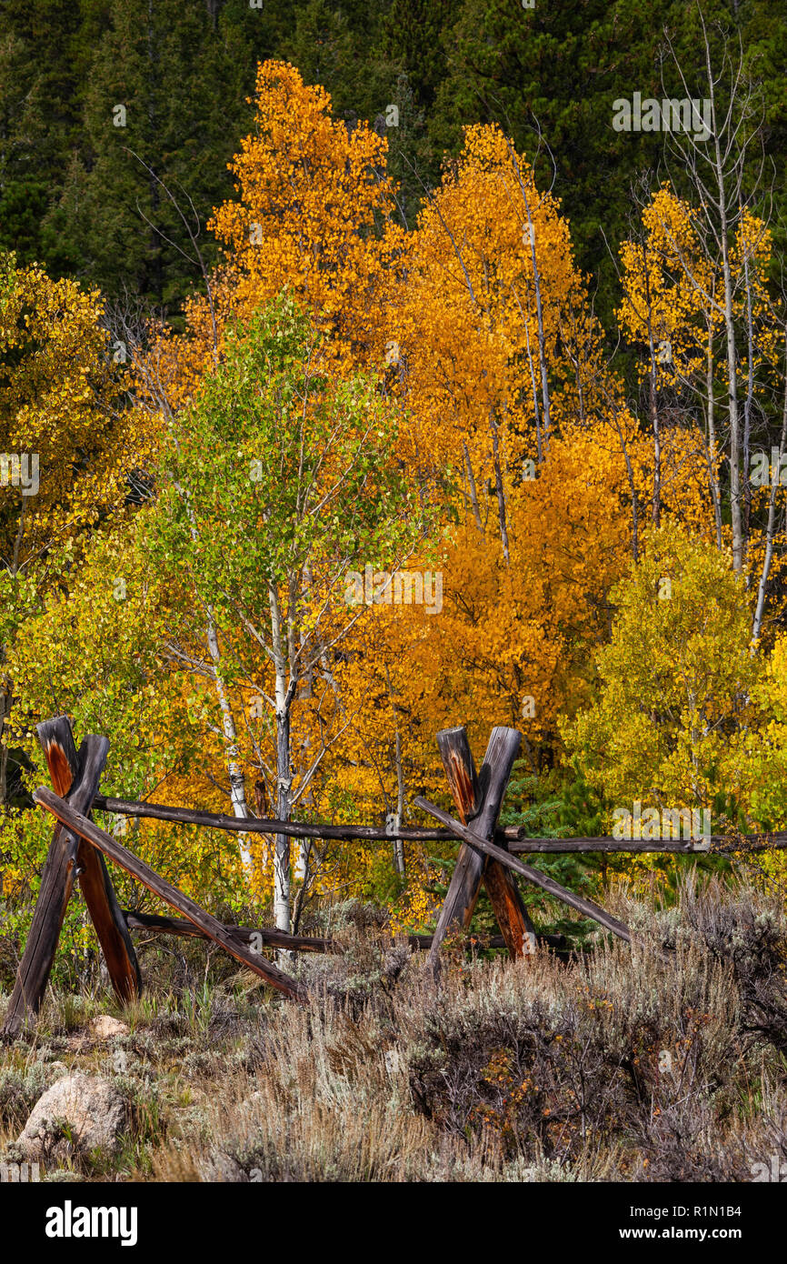 Golden tremble avec split clôture à l'automne, Sawatch Montagnes, Pike-San Isabel National Forest, Colorado Banque D'Images