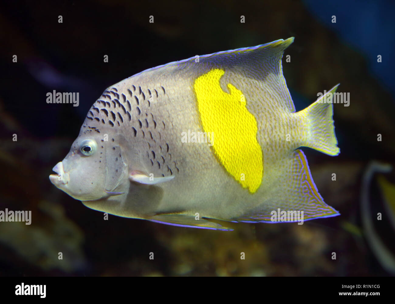 Angelfish Pomacanthus maculosus, - Banque D'Images
