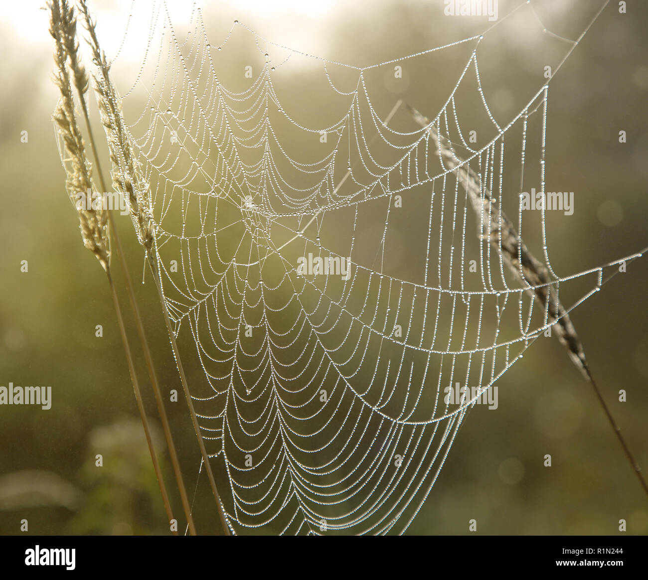 Spider web avec des gouttes de rosée Banque D'Images