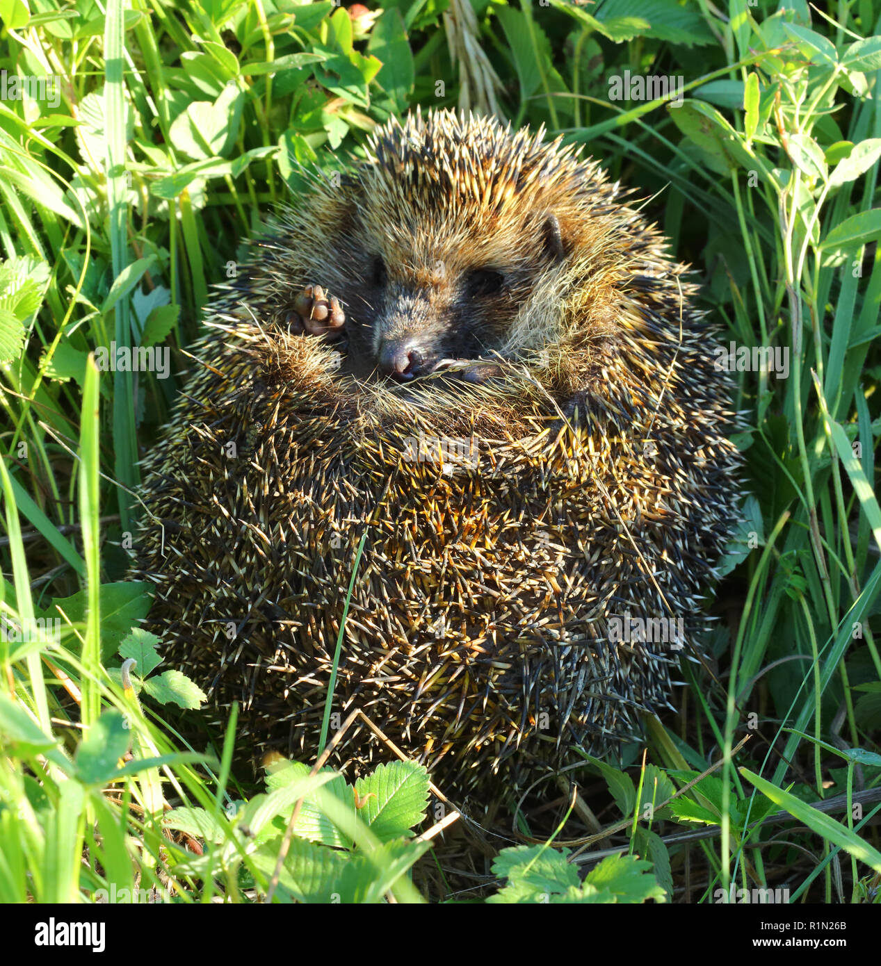 Hedgehog lovée dans l'herbe Banque D'Images