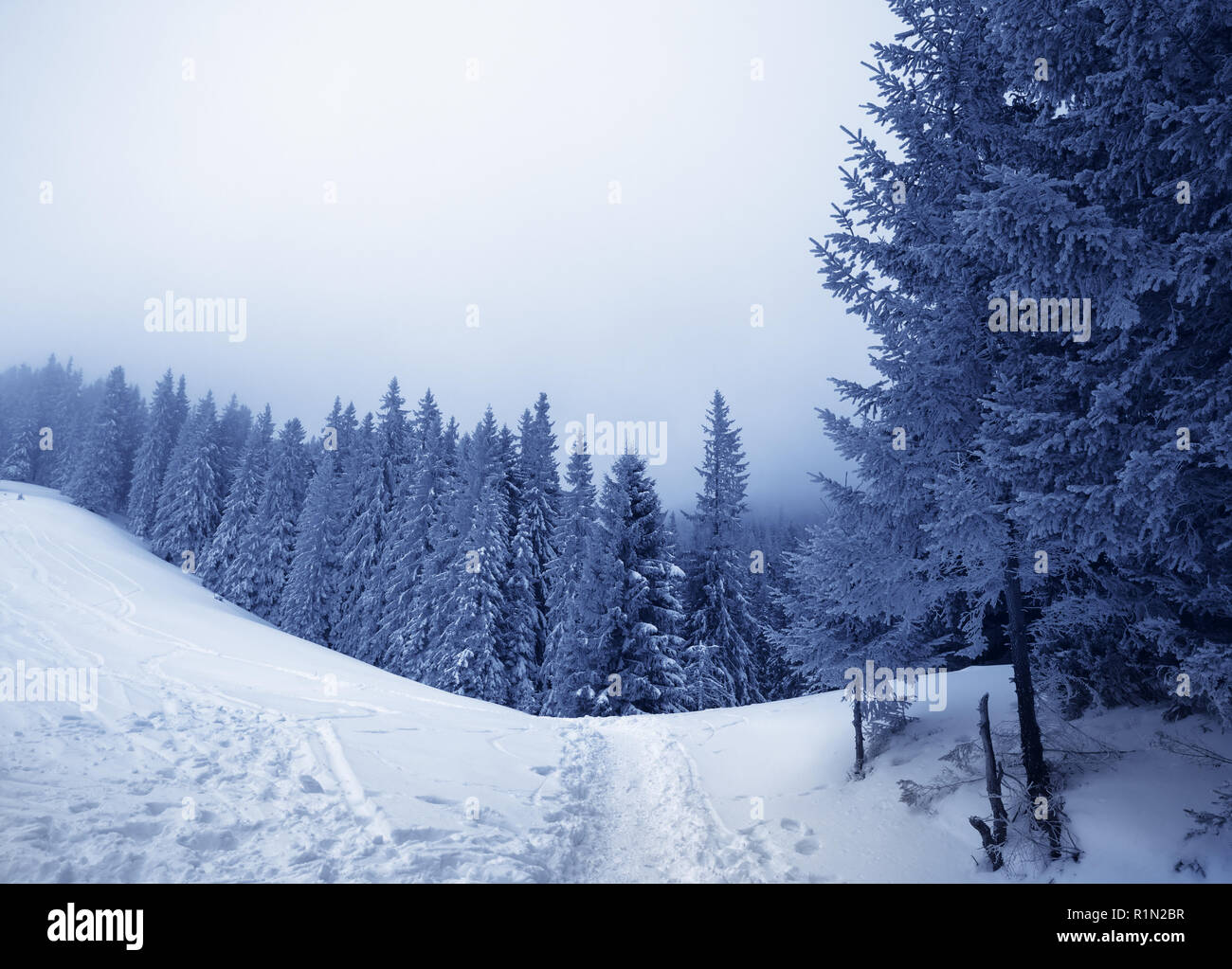 Sentier en pente enneigée et gelée-épinettes couvertes dans le brouillard à gray soirée d'hiver. Vacances de Noël dans les montagnes des Carpates, l'Ukraine. Ton Banque D'Images