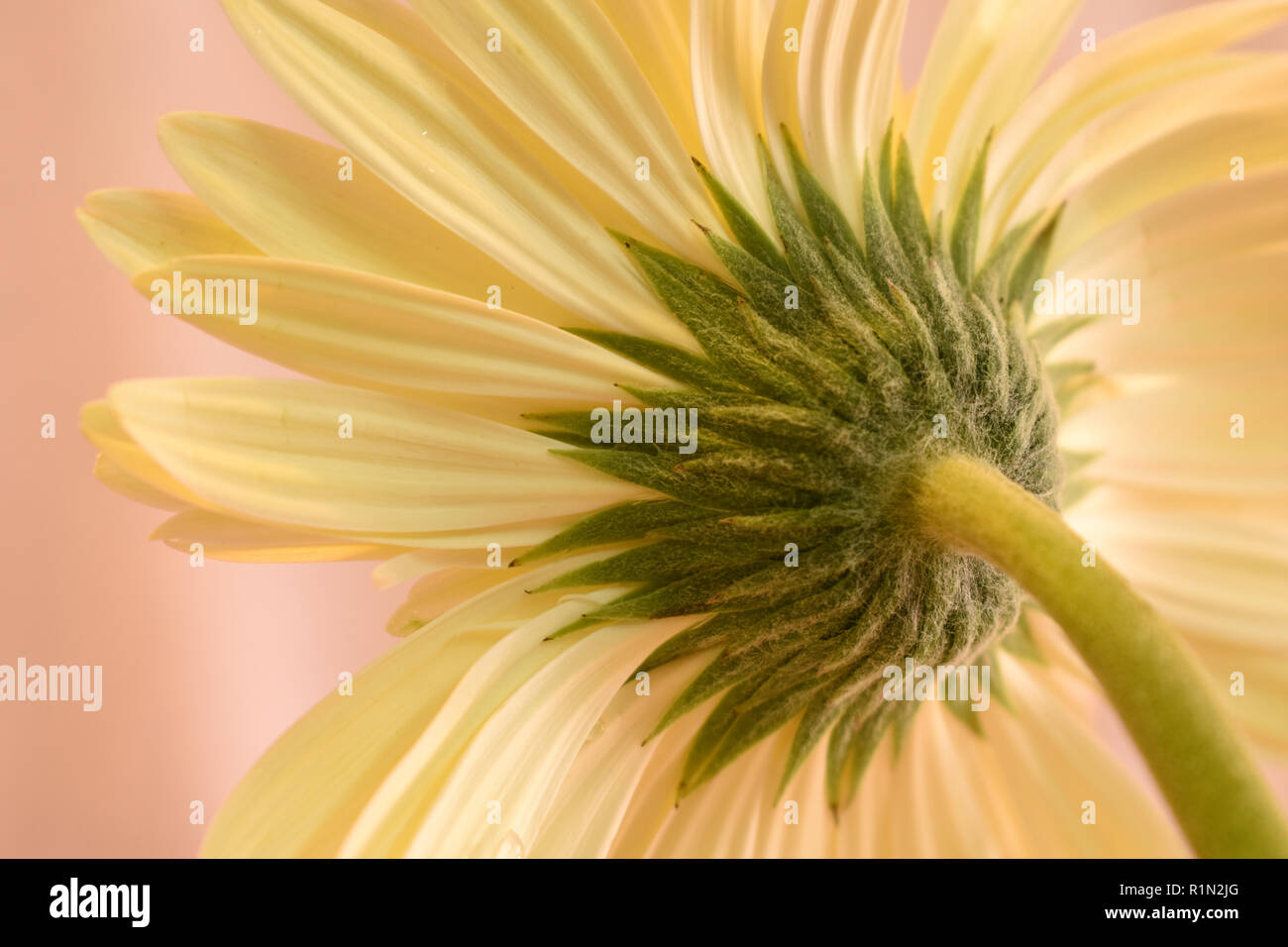 Gros plan d'une fleur de Gerbera Jaune sur un fond rose. Banque D'Images