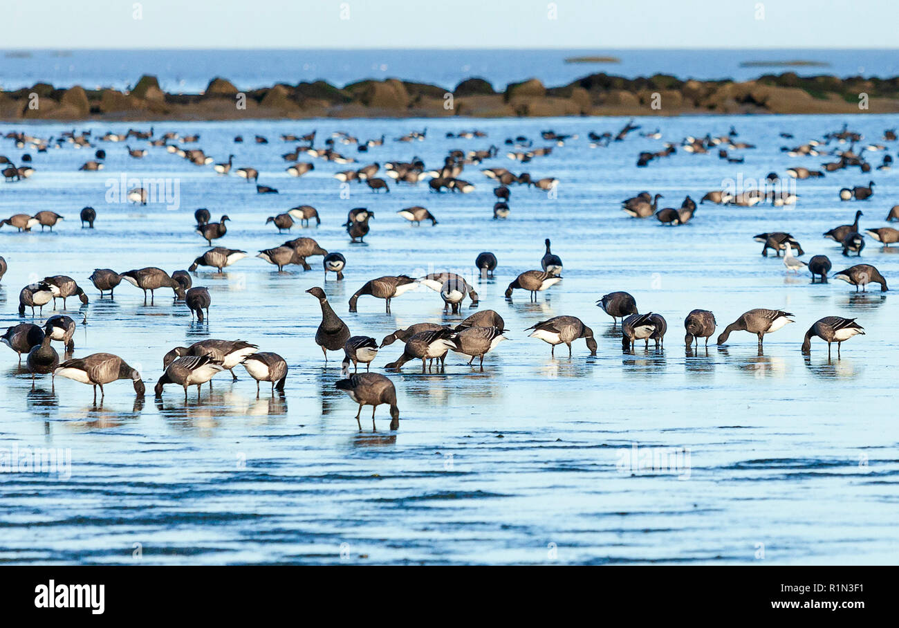 Troupeau de l'alimentation de la bernache cravant à marée basse dans les vasières de l'estuaire de la Tamise, à Shoeburyness, Essex, Royaume-Uni. Banque D'Images