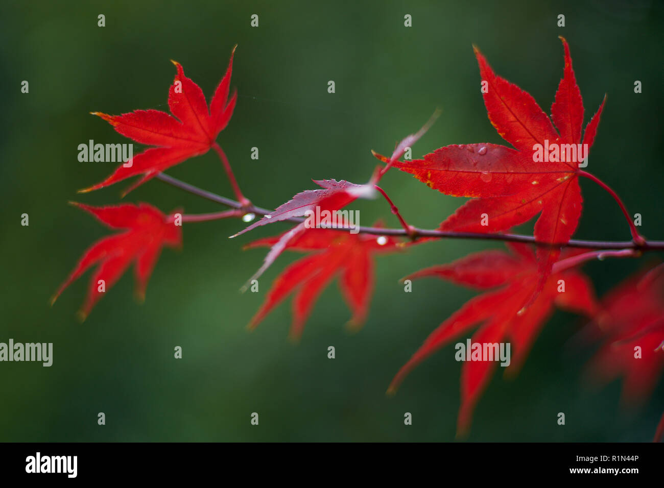 Feuilles d'érable japonais est devenu rouge en automne Acer japonicum ginnala érable japonais downy,érable fullmoon Banque D'Images