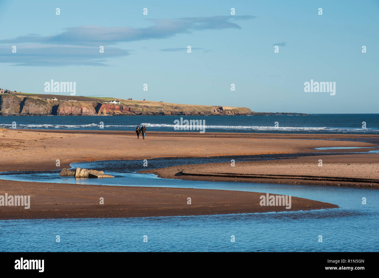 Lunan serpents d'eau hors de la mer du Nord la bissectrice de Lunan bay beach, Angus, Scotland. Banque D'Images