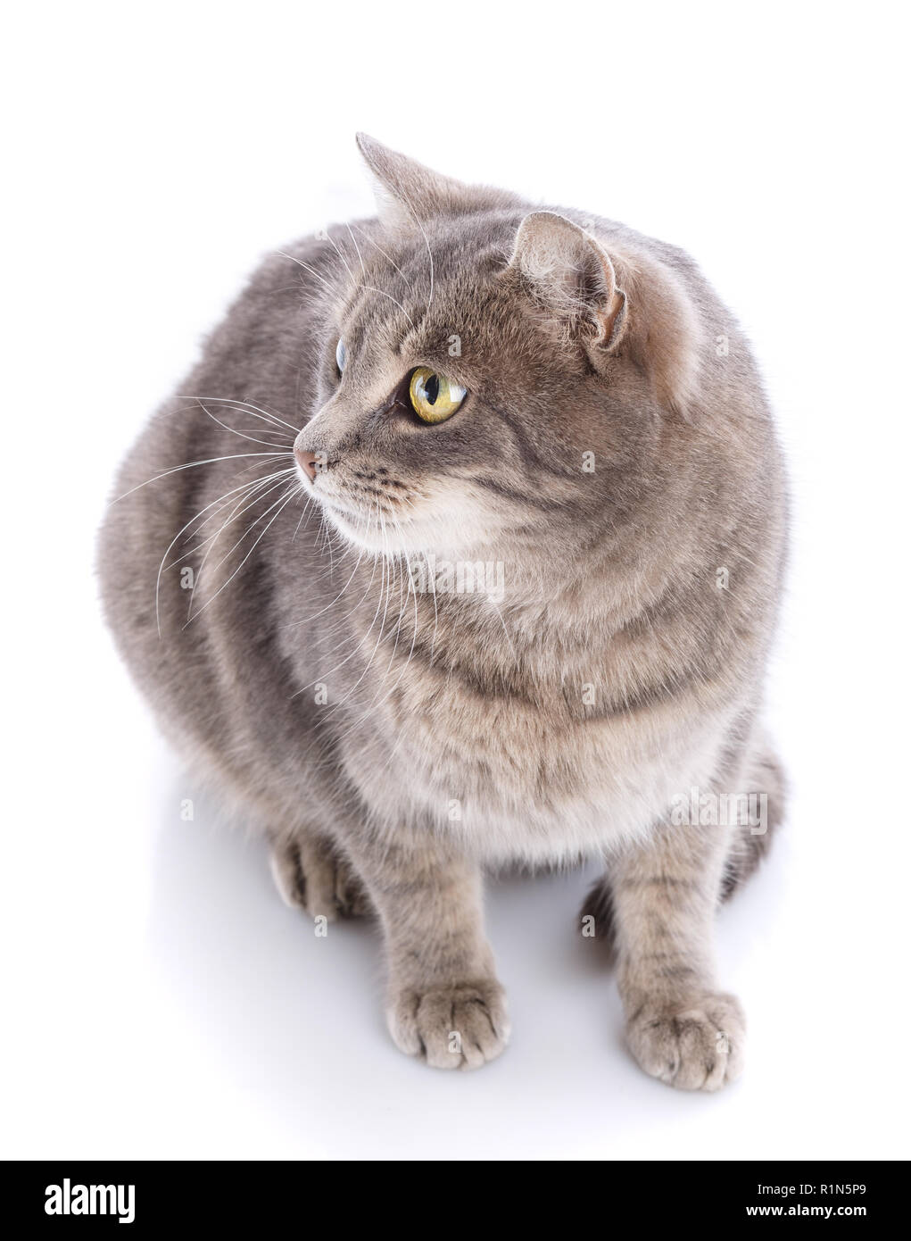 Jouer chat gris. Isolé sur blanc retour Banque D'Images