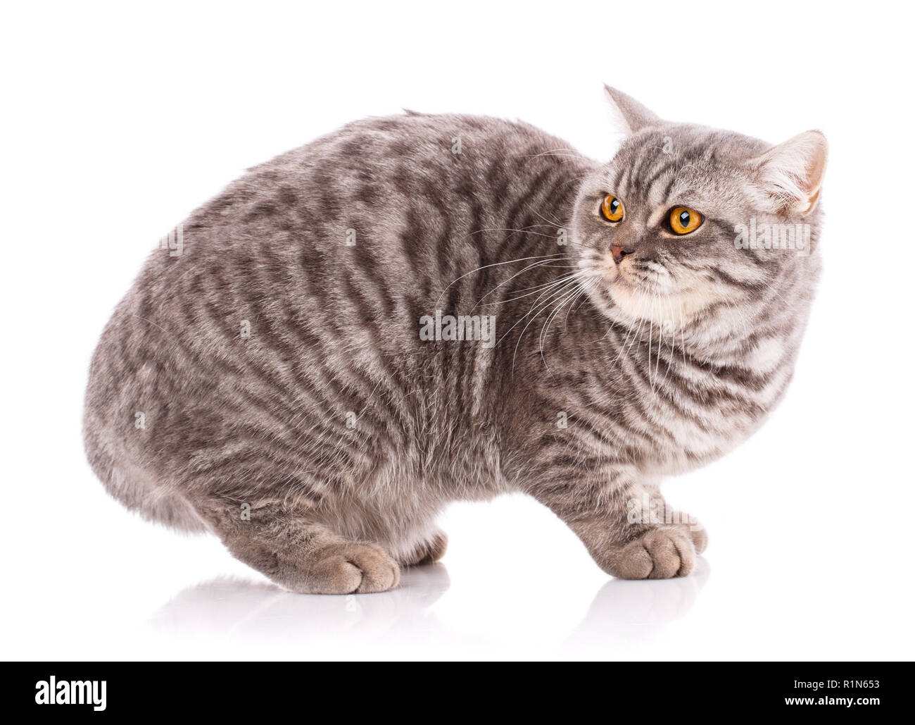 La race de chat tout droit sur un fond blanc. Animal de compagnie. Banque D'Images