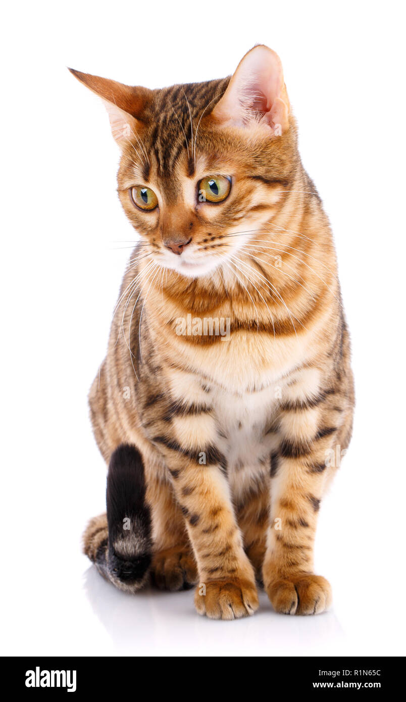 Bengal Cat pur-sang sur un fond blanc. Chat de race. Banque D'Images