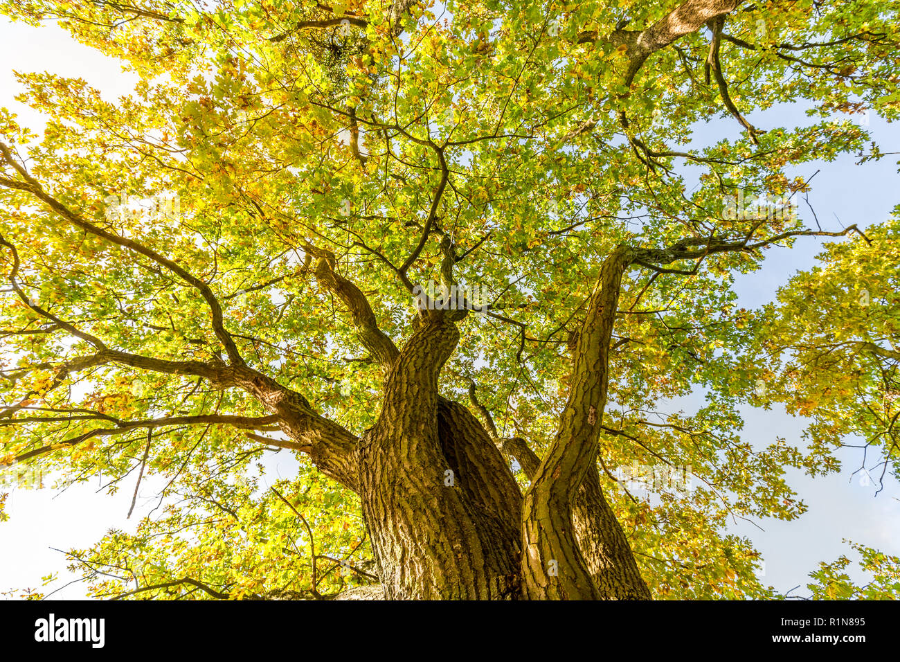Les rayons du soleil brillant par arbre, la nature. Calmante et relaxante, la nature de fond vert feuilles Banque D'Images