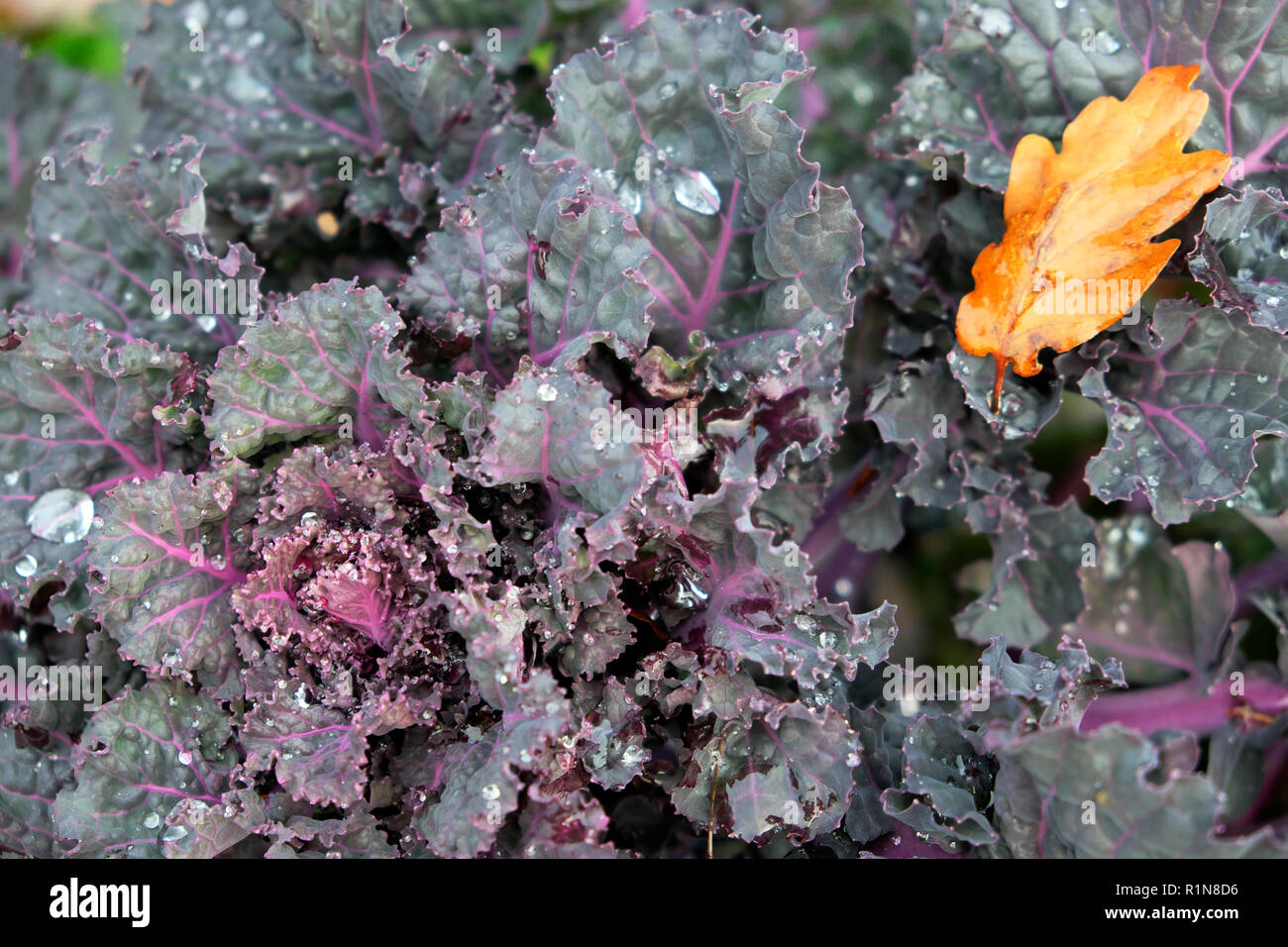 Kalette un croisement hybride entre Kale et Bruxelles pousse des germes Dans un jardin de campagne en automne à Carmarthenshire rural pays de Galles R.-U. KATHY DEWITT Banque D'Images