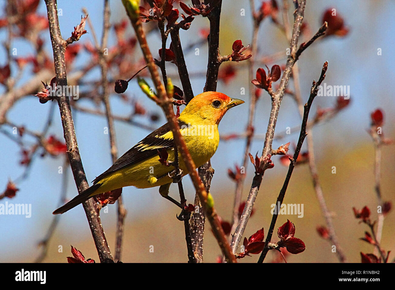 Tangara à tête rouge Piranga ludoviciana, nid, - dans les forêts de conifères du nord et les hautes montagnes. Banque D'Images