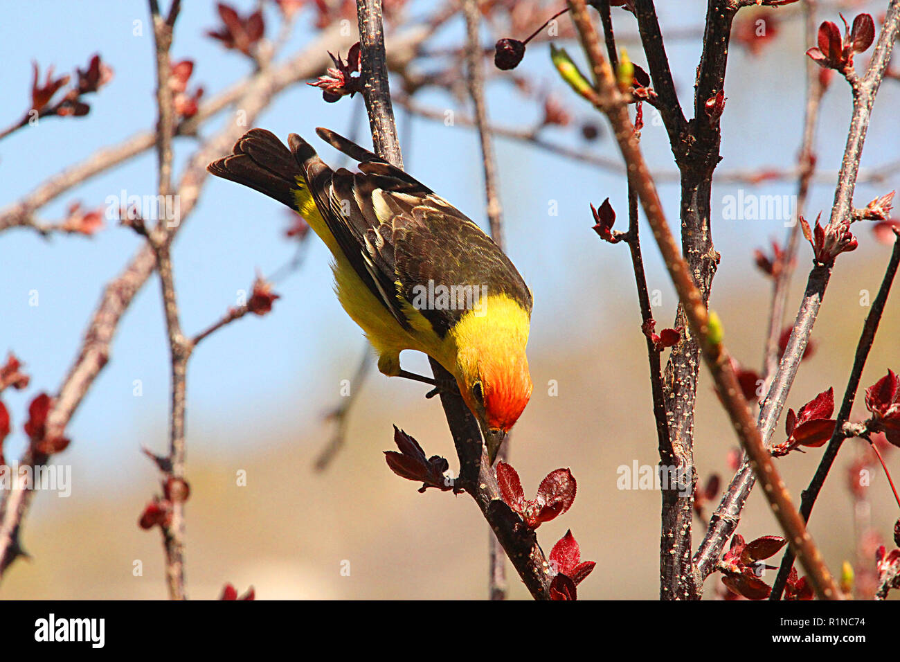 Tangara à tête rouge Piranga ludoviciana, nid, - dans les forêts de conifères du nord et les hautes montagnes. Banque D'Images