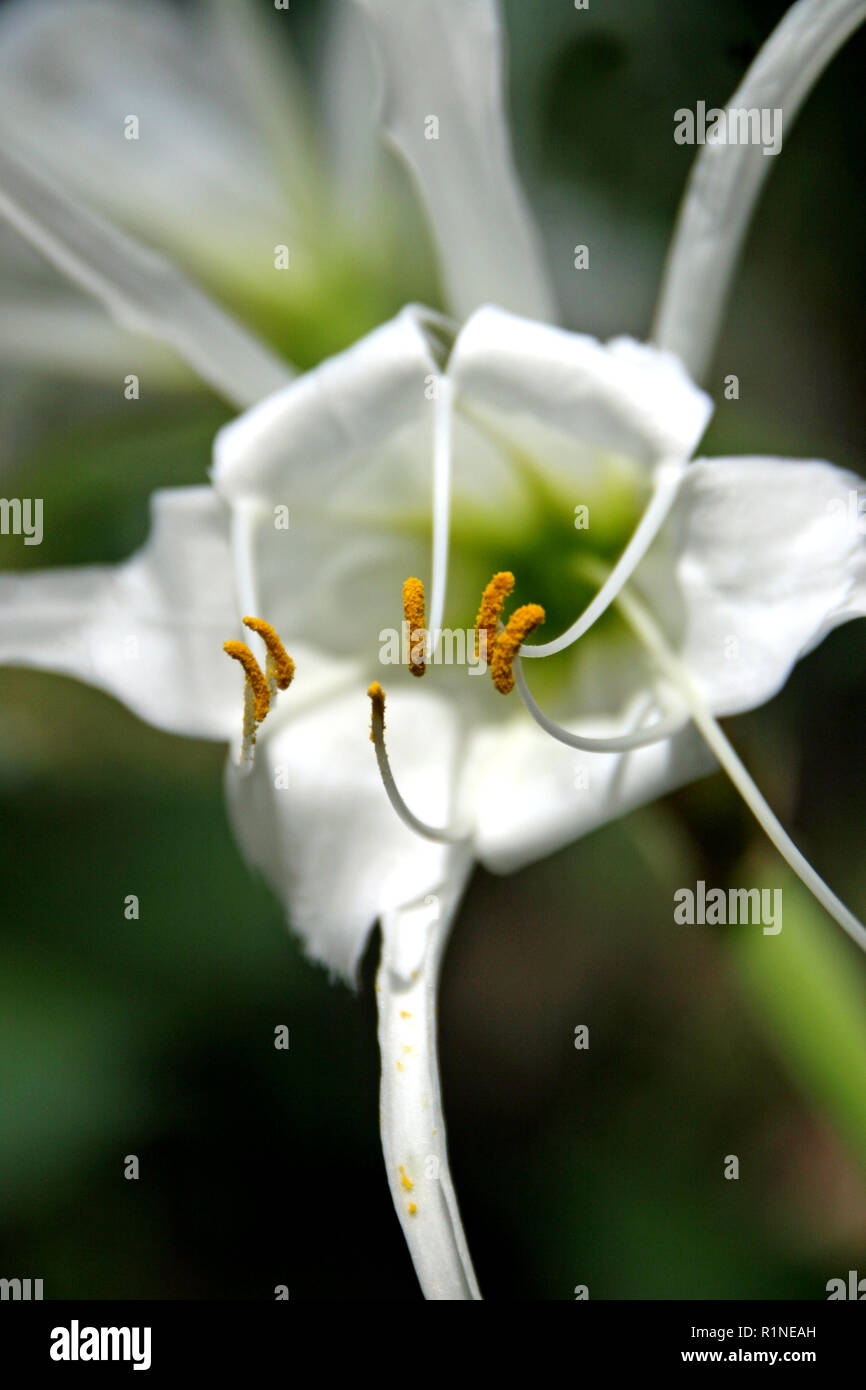 Close up blanc de printemps fleur fleur Banque D'Images