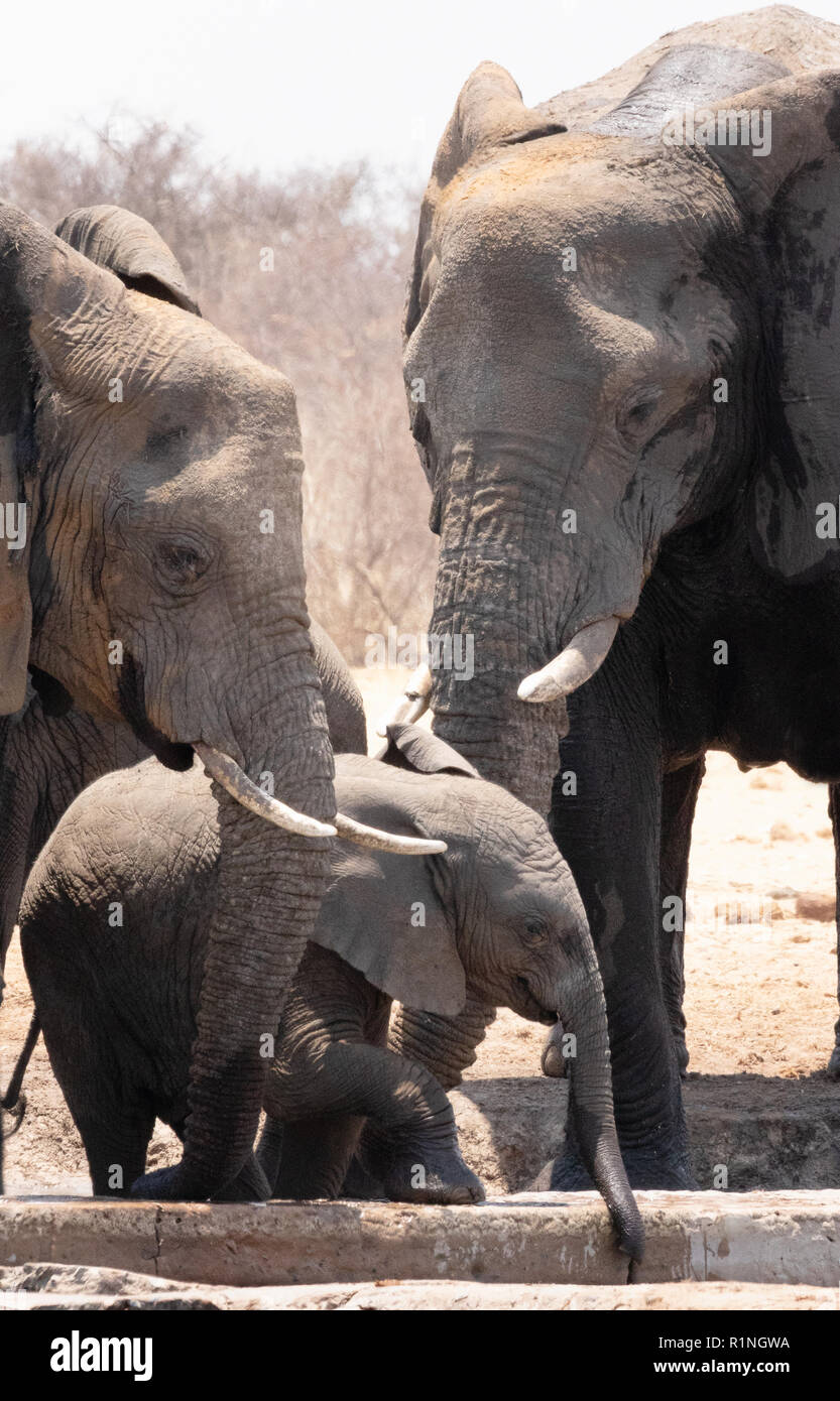 Famille d'éléphants d'Afrique, des profils et bébé éléphant, ( Loxodonta Africana ), la faune namibienne dans Etosha National Park, Namibie, Afrique du Sud Banque D'Images