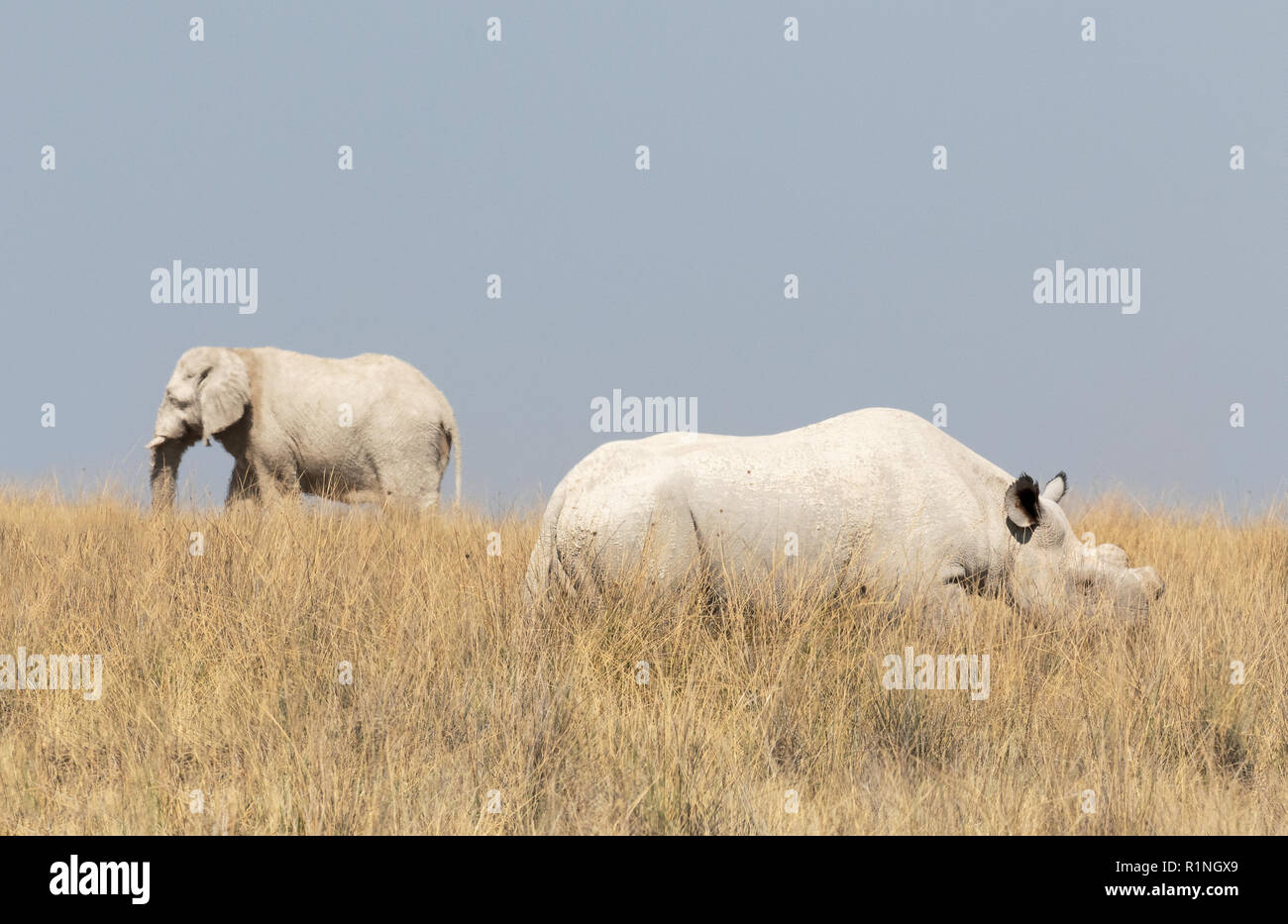 L'éléphant d'Afrique et le rhinocéros blanc, deux des cinq grandes dans le parc national d'Etosha, Namibie, Afrique du Sud Banque D'Images
