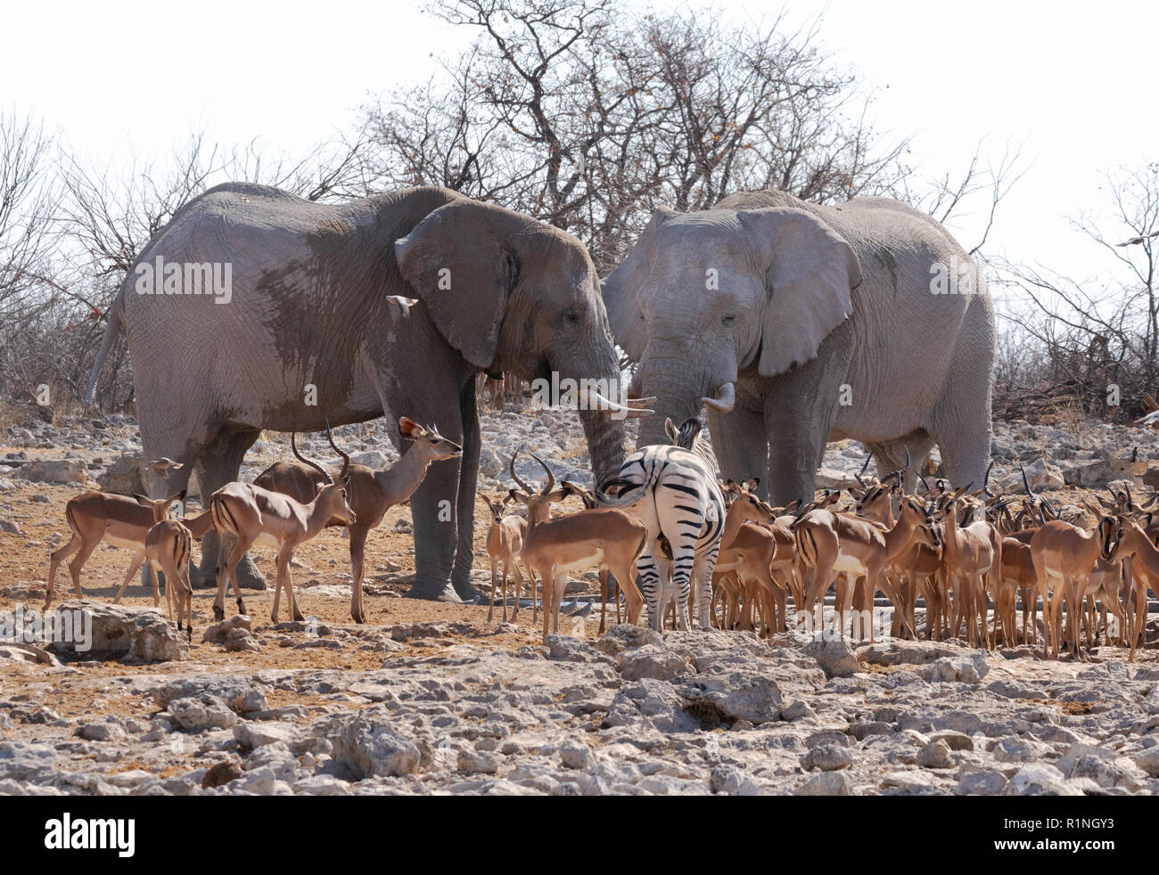 La faune de l'Afrique - une paire d'éléphants africains adultes holding tribunal avec une variété d'animaux, Etosha National Park, Namibie, Afrique Banque D'Images