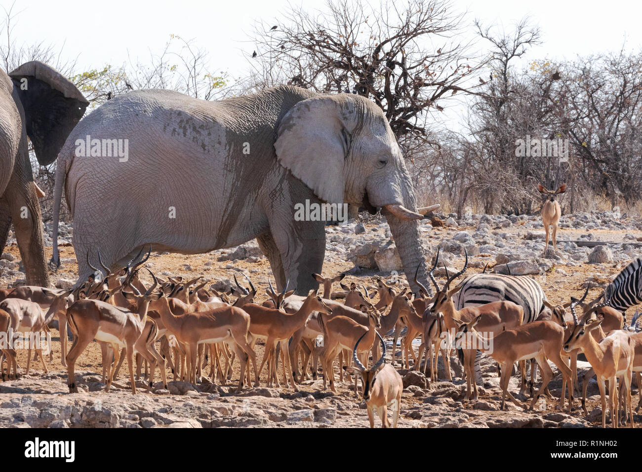 La faune africaine - éléphant, Impala et zèbre près d'un étang, Etosha National Park, Namibie, Afrique du Sud Banque D'Images