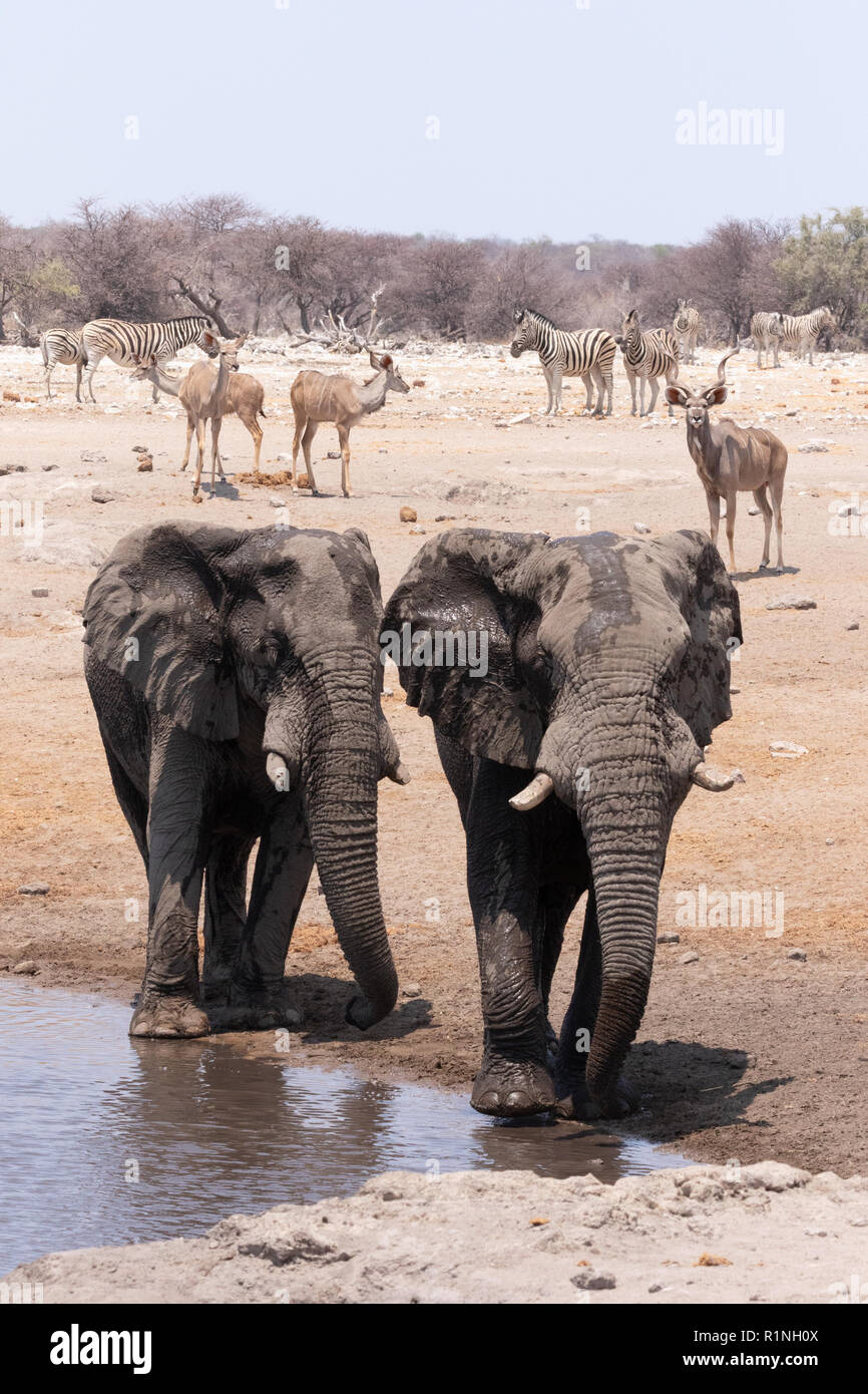 La faune africaine, Afrique voyage ; - l'éléphant, le zèbre de koudou et impala - variété d'animaux sauvages à un étang, Etosha National Park, Namibie, Afrique du Sud Banque D'Images