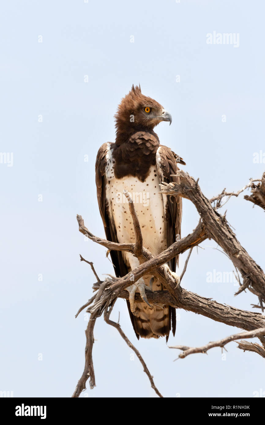 Aigle Martial Polemaetus bellicosus ( ) perché dans un arbre, Etosha National Park, Namibie, Afrique du Sud Banque D'Images