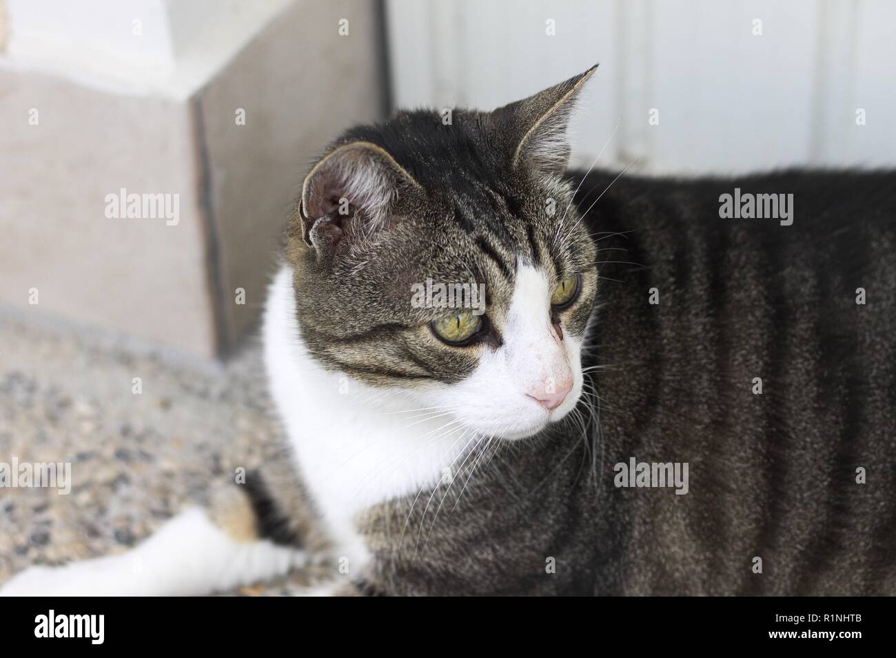 Chat Europeen Isole Avec Une Inflammation Oculaire Pesaro Italie Europe Photo Stock Alamy Chat Europeen Isole Avec Une Inflammation Oculaire Pesaro Italie Europe Photo Stock Alamy