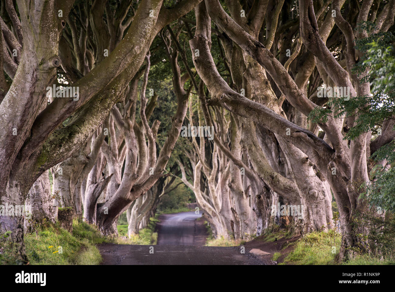 La couverture sombre dans le comté d'Antrim, en Irlande du Nord Banque D'Images