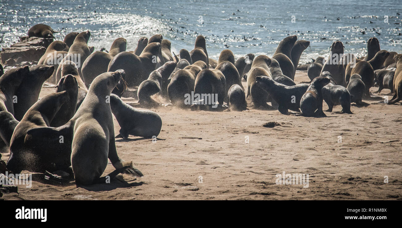 Colonie de phoques à fourrure du Cap, Arctocephalus pusillus, en Namibie Banque D'Images