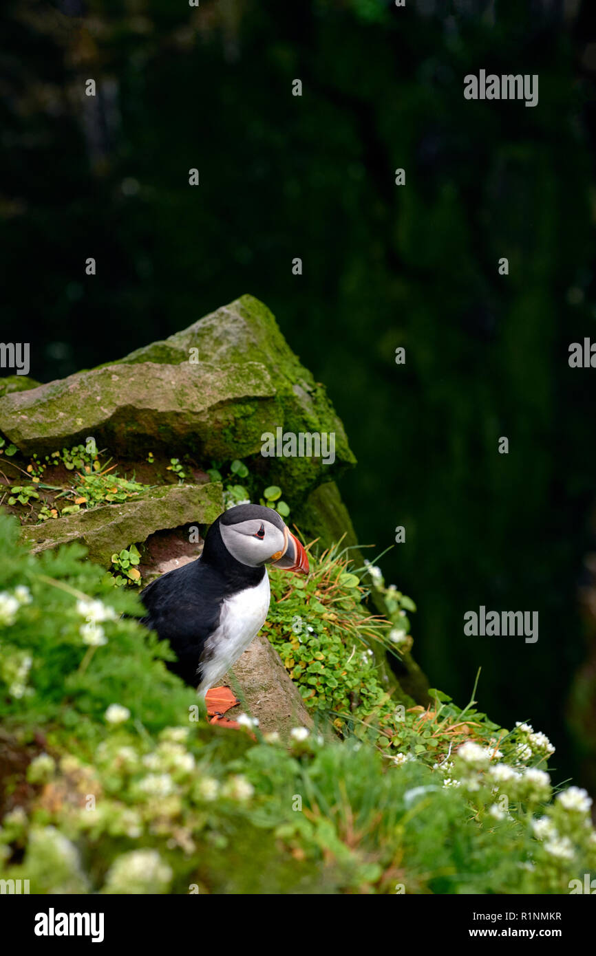 Common / Macareux moine (Fratercula arctica) à l'oiseau de Látrabjarg falaise dans le Westfjords d'Islande - la plus grande falaise mer nichant en Europe Banque D'Images