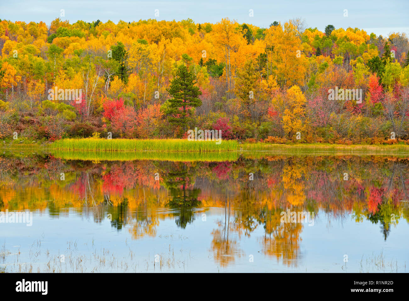 La couleur en automne dans un bouleau, tremble, l'érable boisé de feuillus mixtes reflète dans la rivière Vermilion, Walden Grand Sudbury, Ontario, Canada Banque D'Images