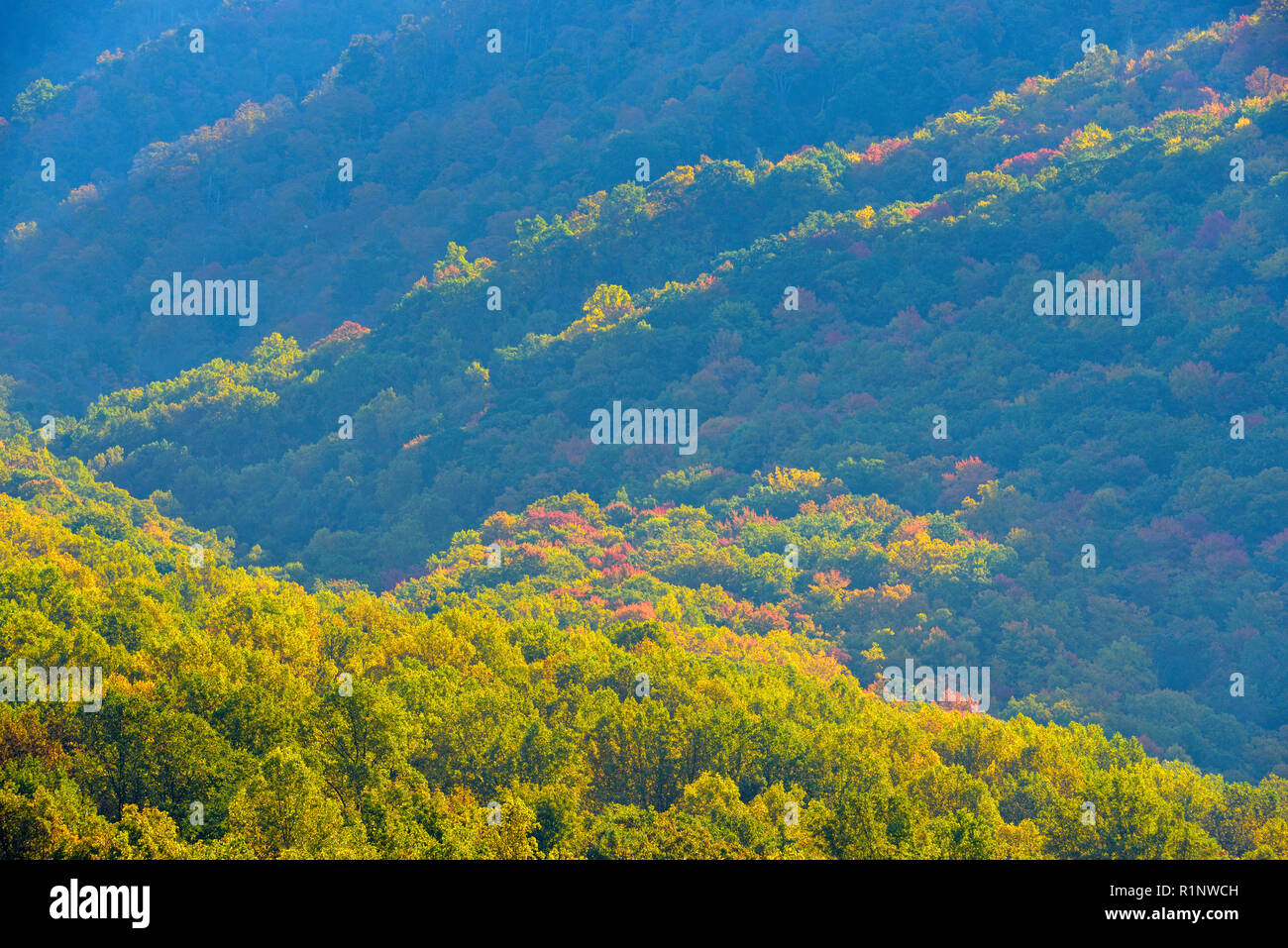 Feuillage de l'automne sur les pentes du Mt. Le Conte de la Campbell surplombent, Great Smoky Mountains National Park, California, USA Banque D'Images